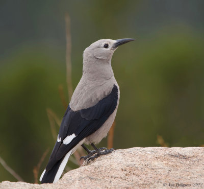 Clark's Nutcracker