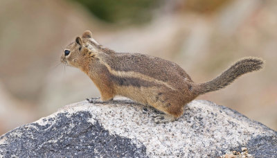 Golden-mantled Ground Squirrel