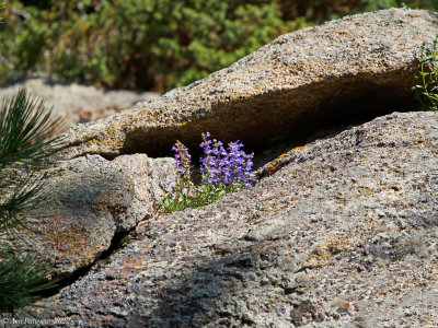 Royal Penstemon