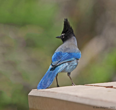 Steller's Jay