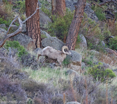 Bighorn Sheep