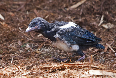 Black-billed Magpie Fledgling