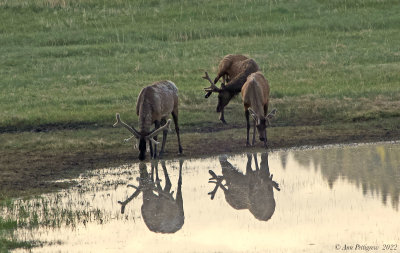 Bull Elk