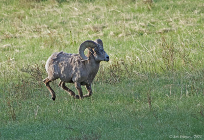 Bighorn Sheep