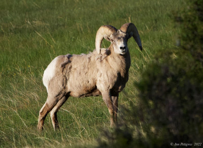 Bighorn Sheep