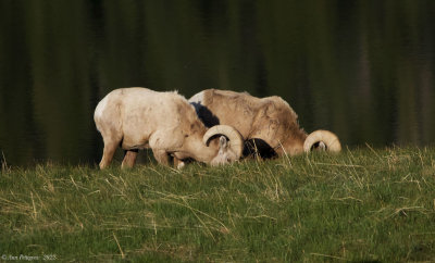 Bighorn Sheep