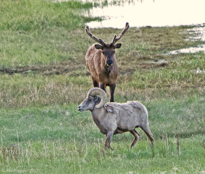 Bull Elk Confronting a Bighorn Ram