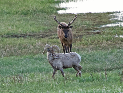 Bull Elk Confronting a Bighorn Ram