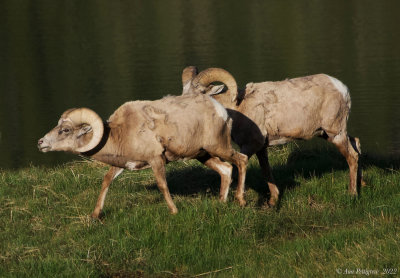 Bighorn Rams