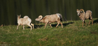 Bighorn Rams and Ewe