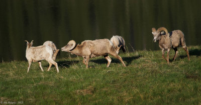 Bighorn Rams and Ewe