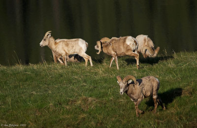 Bighorn Rams and Ewe