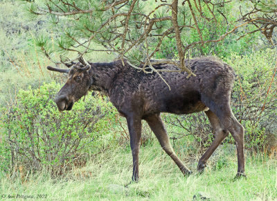 Bull Moose