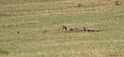 Coyote and Pups
