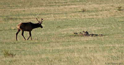 Elk-and-Coyote-Pups---RMNP---S7300899.jpg