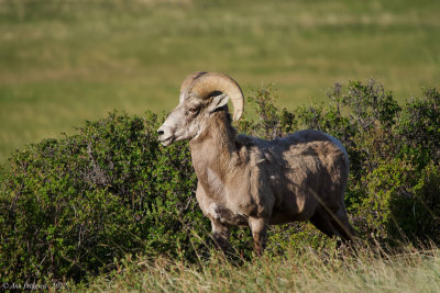 Bighorn Ram