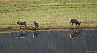 Bighorn Sheep