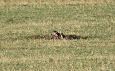 Coyote and Pups