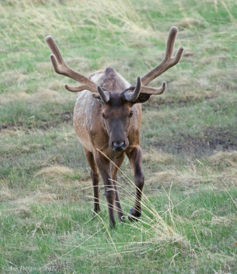 Bull Elk