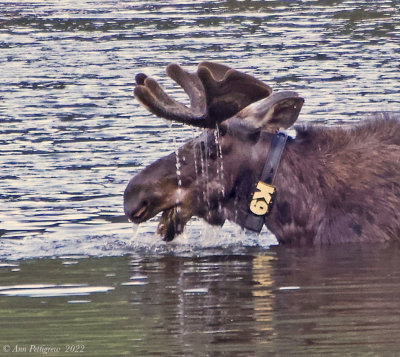 Collared Bull Moose