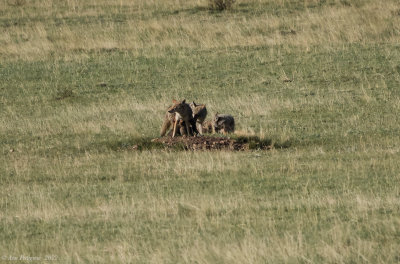 Coyote and Pups