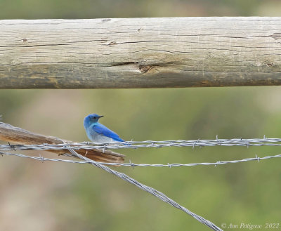 Mountain Bluebird