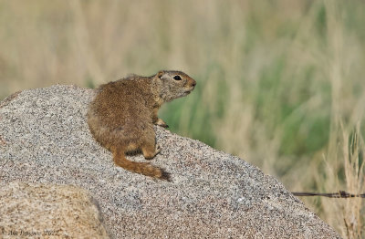 Wyoming Ground Squirrel 