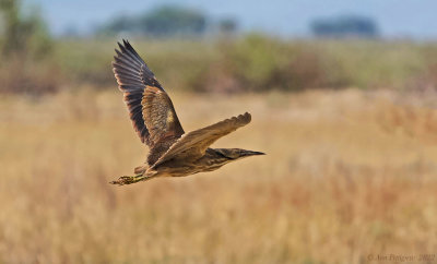 American Bittern