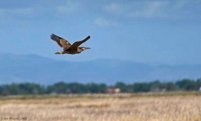 American Bittern