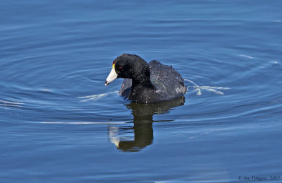 American Coot