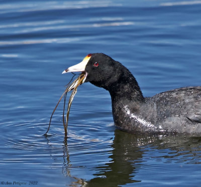 American Coot