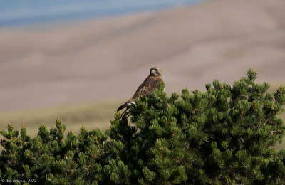 Red-tailed Hawk