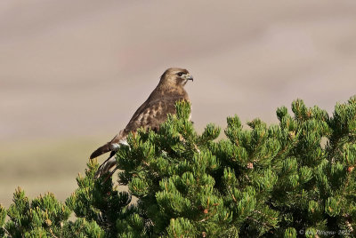 Red-tailed Hawk