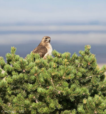 Red-tailed Hawk