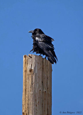 Common Raven 