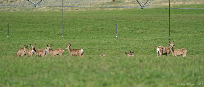 Mule Deer Herd