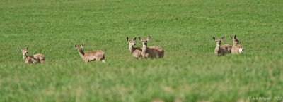 Mule Deer Herd