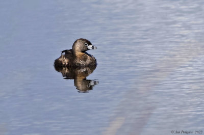 Pied-billed Grebe