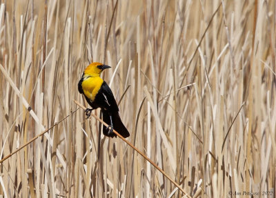 Yellow-headed Blackbird