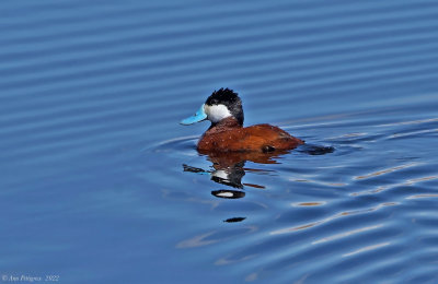Ruddy Duck (male)