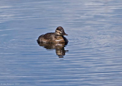 Ruddy Duck (female)