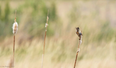 Marsh Wren