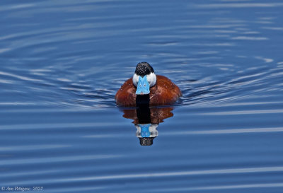 Ruddy Duck (male)