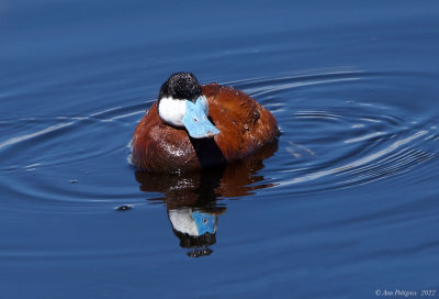 Ruddy Duck (male)