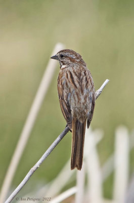 Song Sparrow