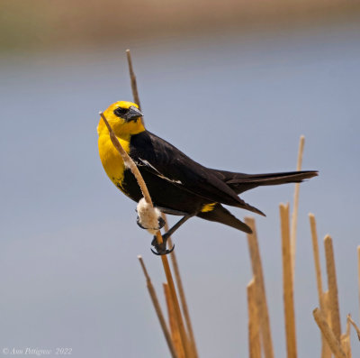 Yellow-headed Blackbird