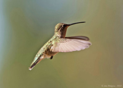 Broad-tailed Hummingbird