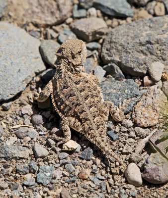 Greater Short-horned Lizard