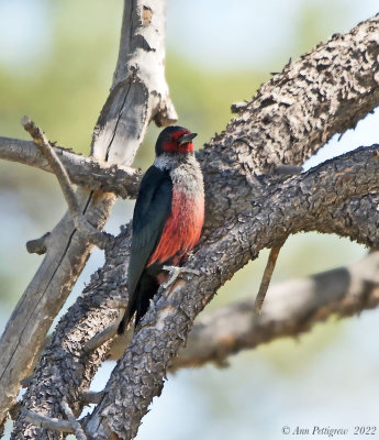 Lewiss Woodpecker 