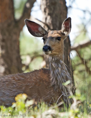 Mule Deer